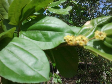 Sabiá em Sementes MV